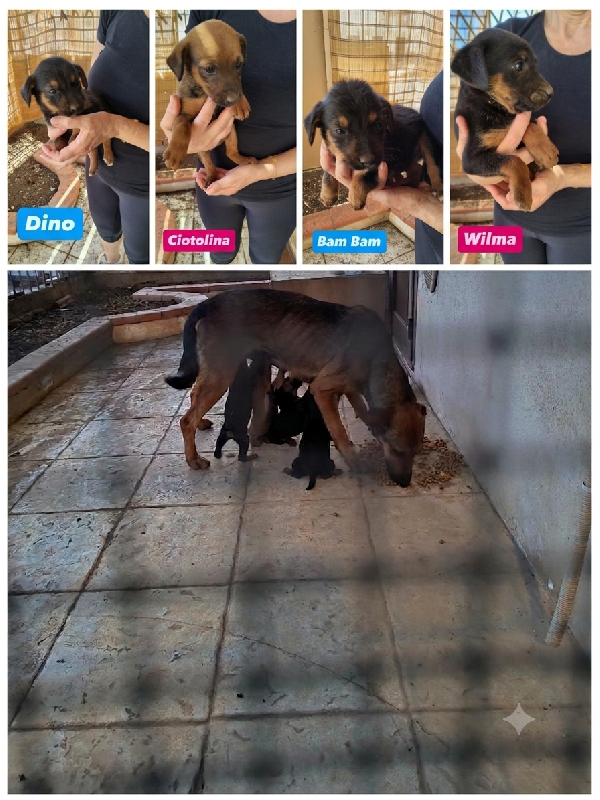 4 cucciolotti cercano casa  Foto 2