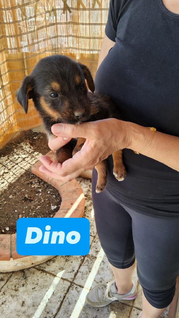 4 cucciolotti cercano casa  Foto 3