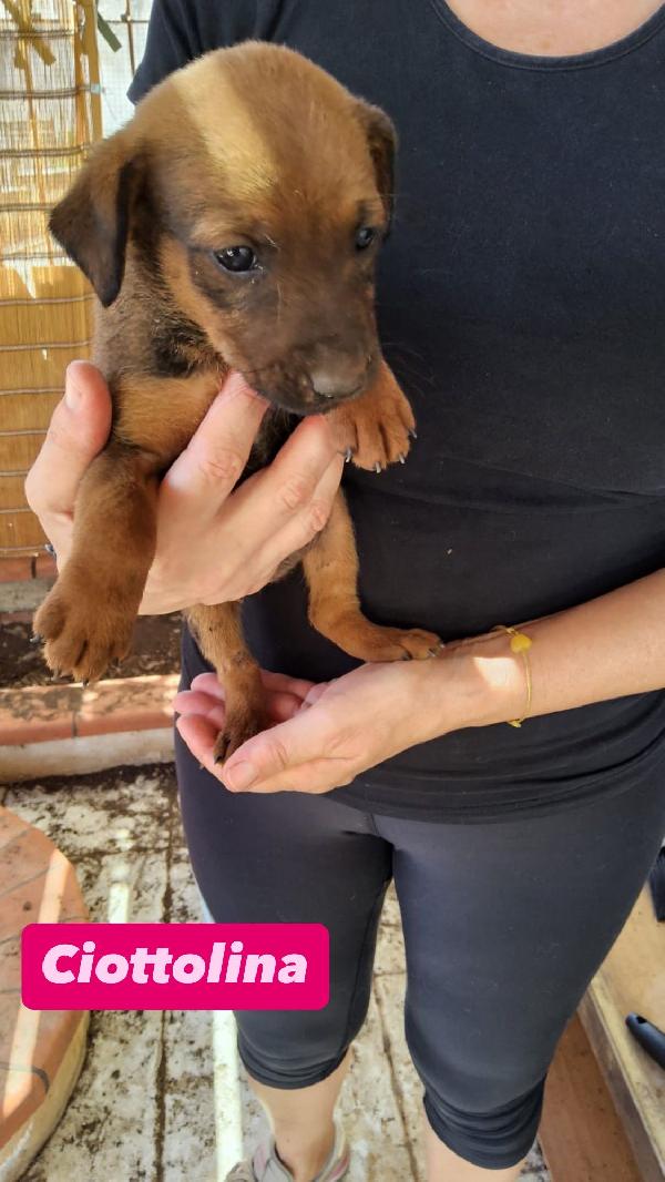 4 cucciolotti cercano casa  Foto 4