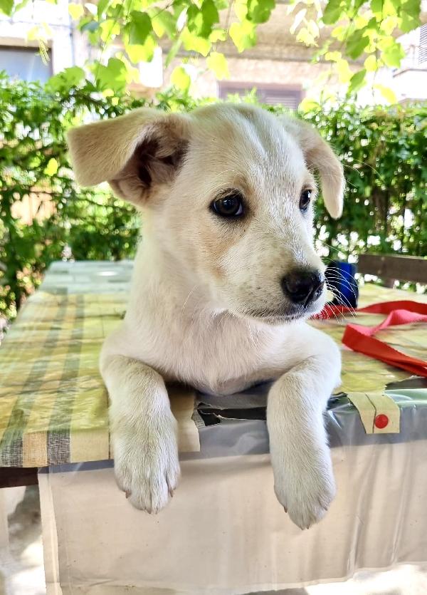 Virgola Splendida Dolce Cucciola Cerca Casa 