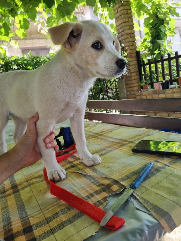 Virgola splendida dolce cucciola cerca casa  Foto 2