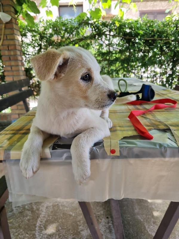 Virgola splendida dolce cucciola cerca casa  Foto 3