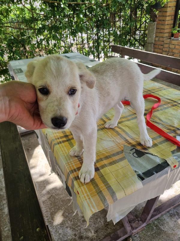 Virgola splendida dolce cucciola cerca casa  Foto 6