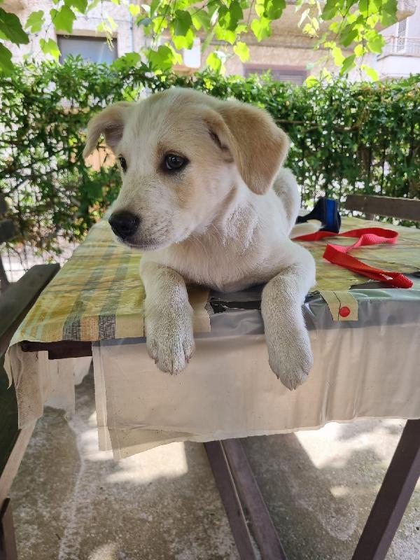 Virgola splendida dolce cucciola cerca casa  Foto 7