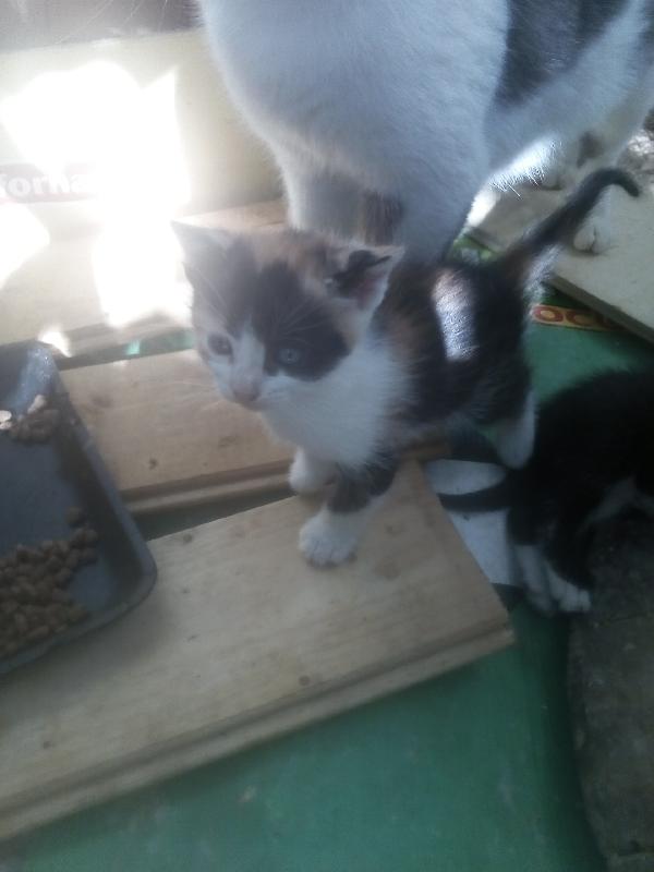 gattini per adozione Foto 1