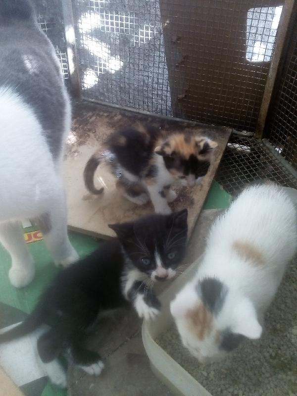 gattini per adozione Foto 2