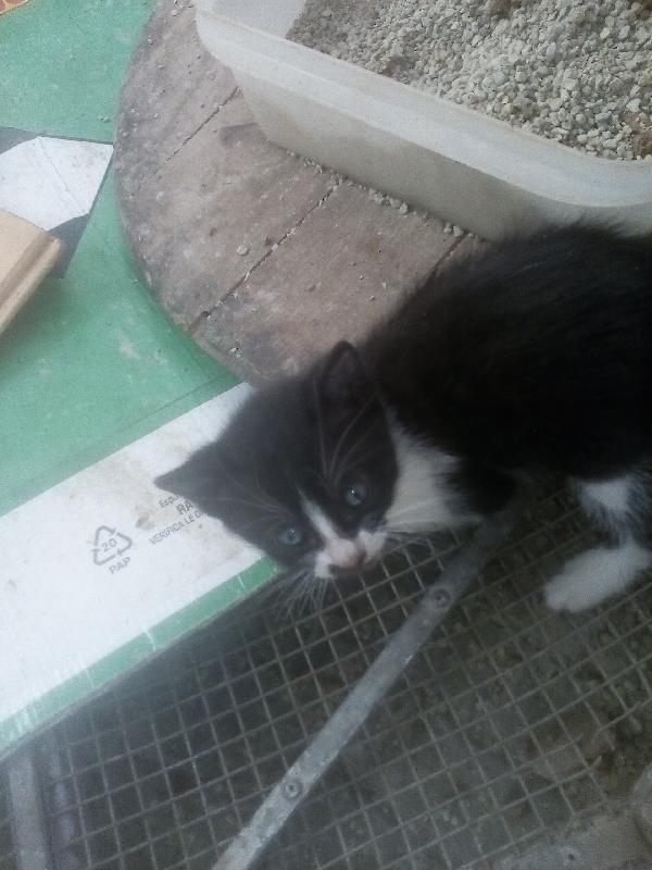 gattini per adozione Foto 3