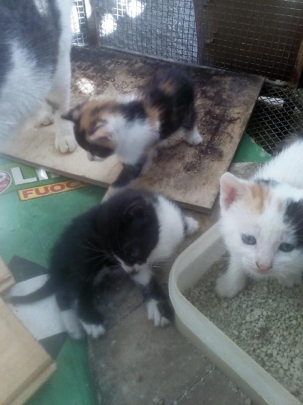 gattini per adozione Foto 4