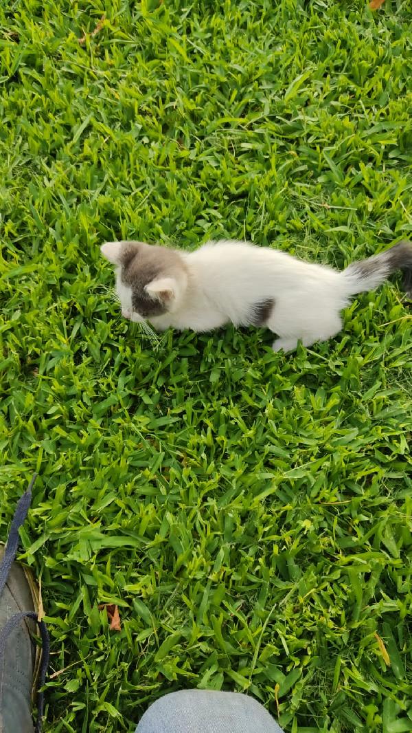 gattini per adozione Foto 5