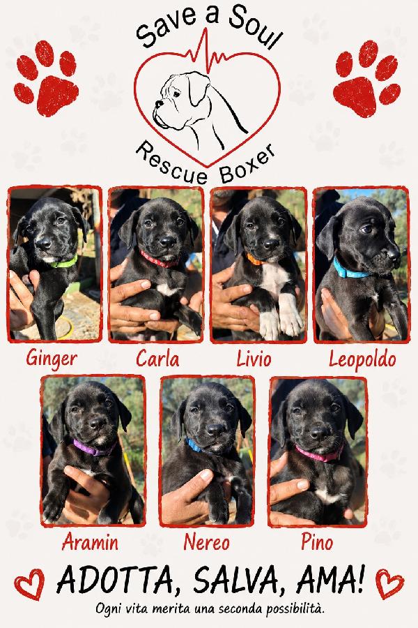 7 Cuccioli Derivati Boxer- Corso