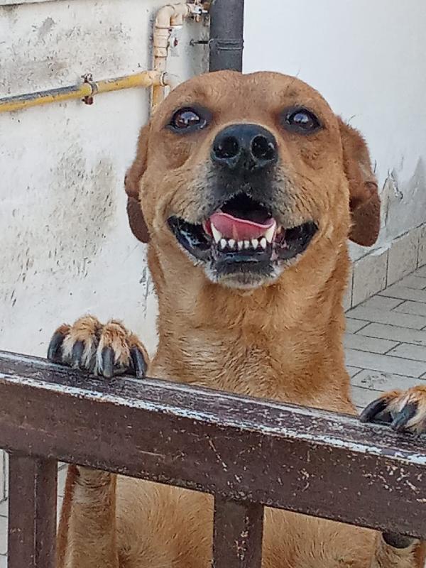 Leo