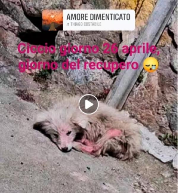 Ciccio recuperato a brandelli 1anno fa. SOS CALABRIA Foto 3