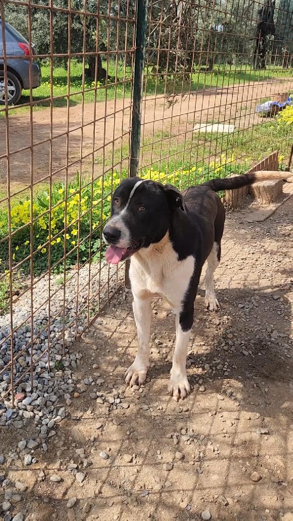 Drago mix Pitbull 1anno URGENTE AIUTO! COSENZA Foto 2