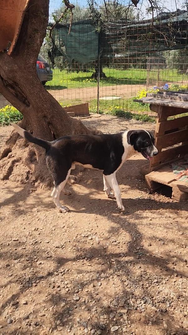 Drago mix Pitbull 1anno URGENTE AIUTO! COSENZA Foto 4