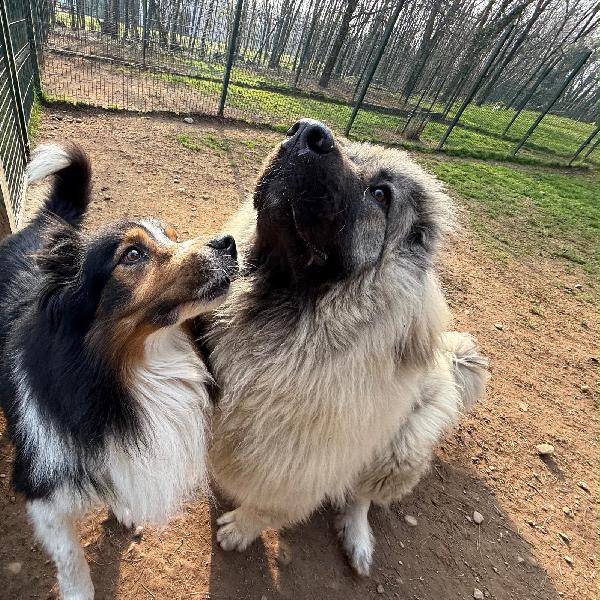 NOCE SPLENDIDA GIOVANE PASTORE DEL CAUCASO CERCA CASA  Foto 2