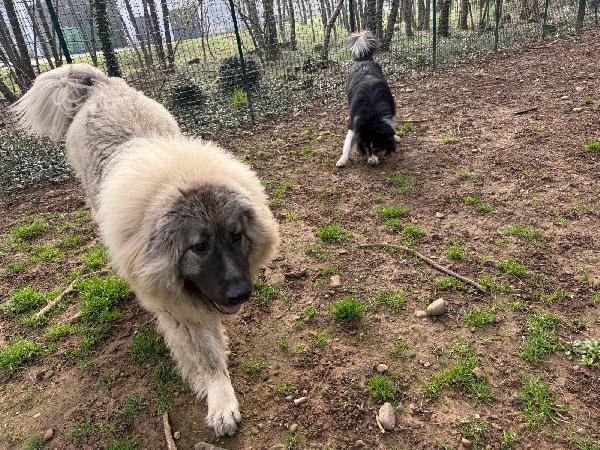 NOCE SPLENDIDA GIOVANE PASTORE DEL CAUCASO CERCA CASA  Foto 5