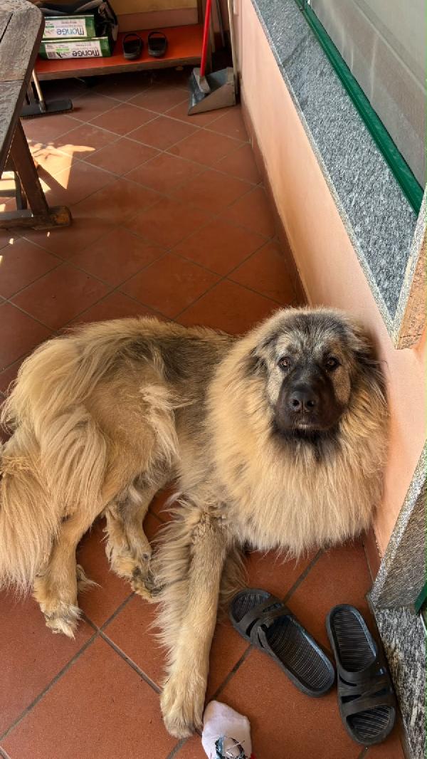 NOCE SPLENDIDA GIOVANE PASTORE DEL CAUCASO CERCA CASA  Foto 6