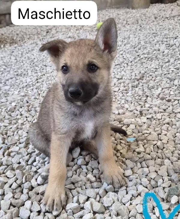 Splendidi Cuccioli Mix Lupo Cecoslovacco 