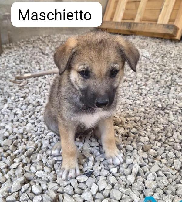 Splendidi cuccioli mix lupo cecoslovacco  Foto 2