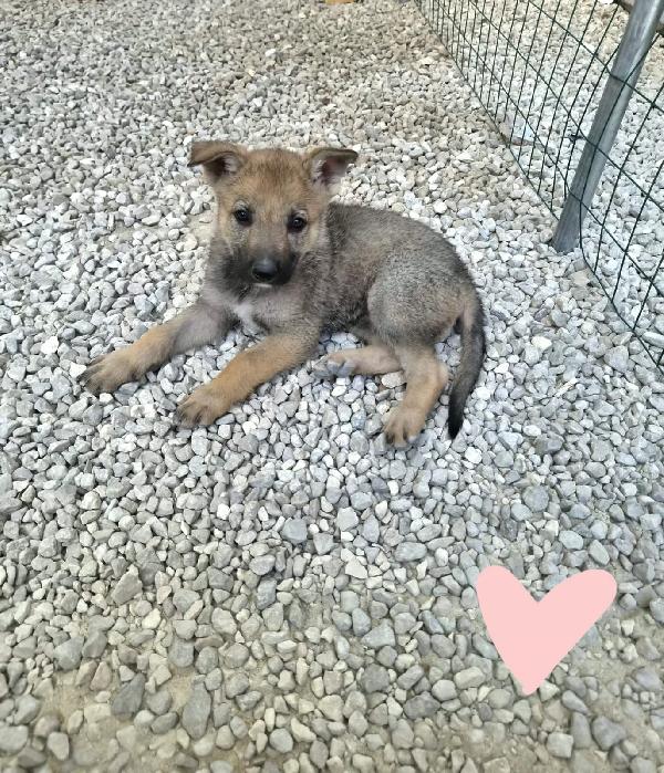 Sissi Splendida Cucciola Mix Lupo Cecoslovacco 