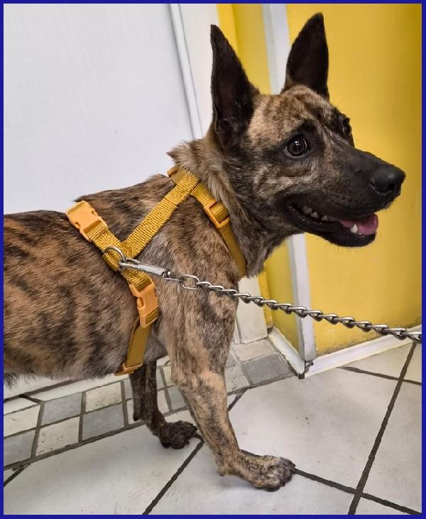 GEOLIER, CUCCIOLONE 1 ANNO, LEGATO AD UN PALO ASPETTAVA CHI LO HA ABBANDONATO! Foto 7