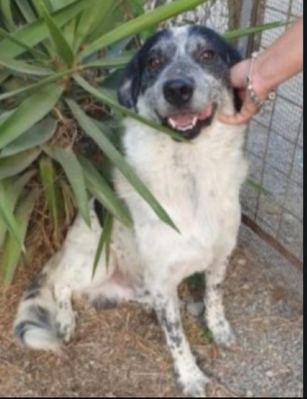 Barù 6anni la mamna adottata lui mai 1chiamata! CALABRIA Foto 2