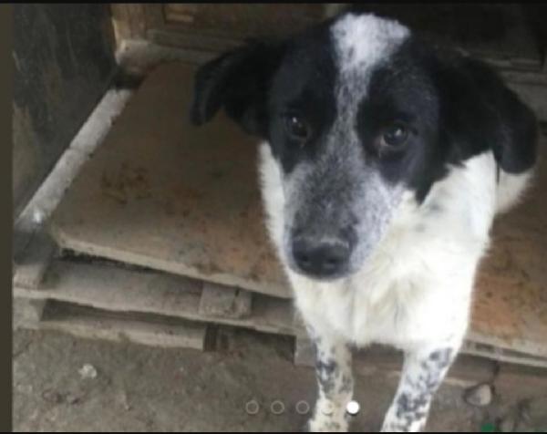Barù 6anni la mamna adottata lui mai 1chiamata! CALABRIA Foto 3