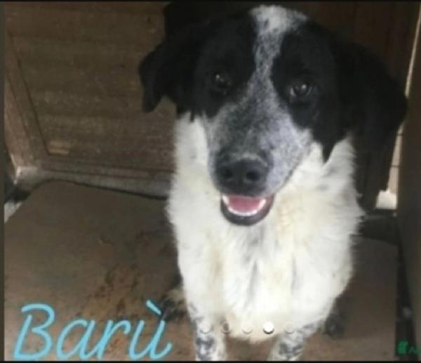 Barù 6anni la mamna adottata lui mai 1chiamata! CALABRIA Foto 4