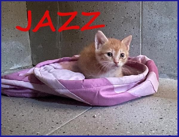 Jazz, Micetto Rosso Tenerissimo Cerca Una Mamma Umana Da Amare!