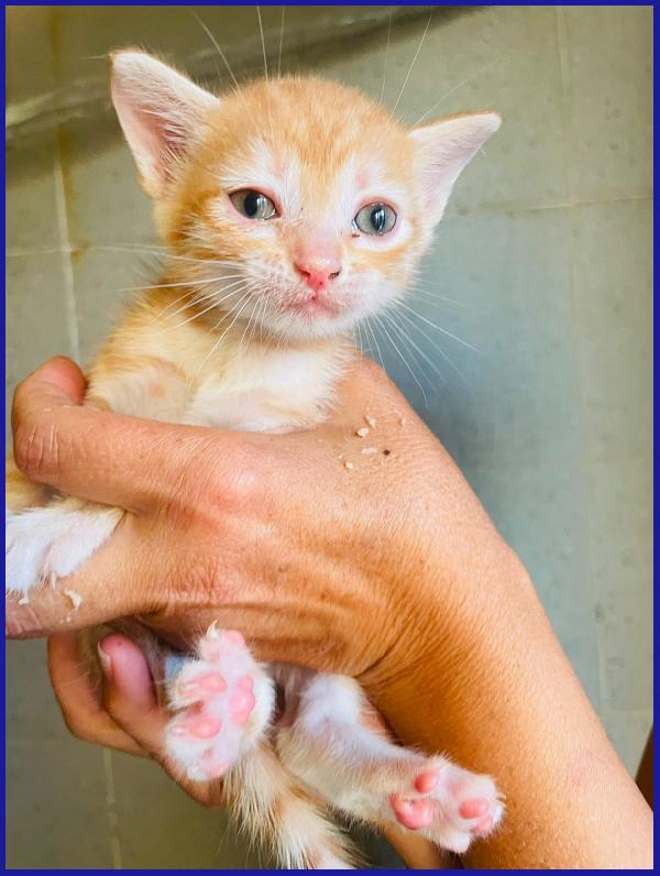 JAZZ, MICETTO ROSSO TENERISSIMO CERCA UNA MAMMA UMANA DA AMARE! Foto 4