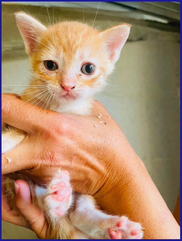 JAZZ, MICETTO ROSSO TENERISSIMO CERCA UNA MAMMA UMANA DA AMARE! Foto 6
