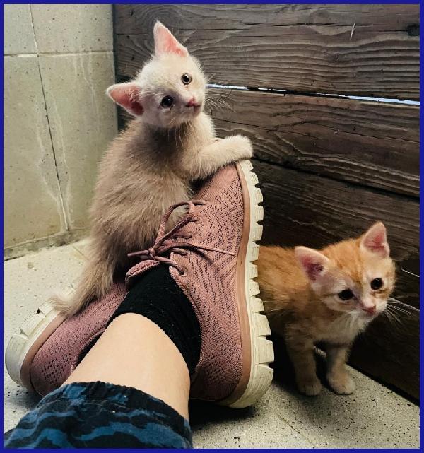 JAZZ, MICETTO ROSSO TENERISSIMO CERCA UNA MAMMA UMANA DA AMARE! Foto 7