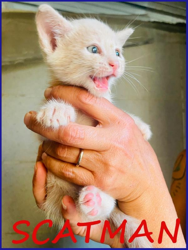 Scatman Dolcissimo Micino Sogna Una Mamma Tutta Sua Che Lo Ami!