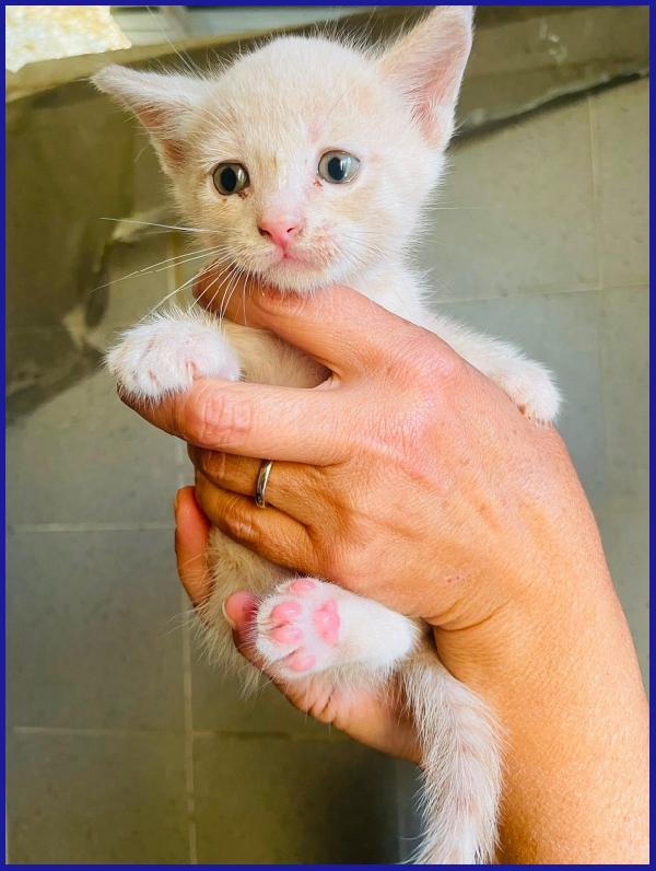 SCATMAN DOLCISSIMO MICINO SOGNA UNA MAMMA TUTTA SUA CHE LO AMI! Foto 4