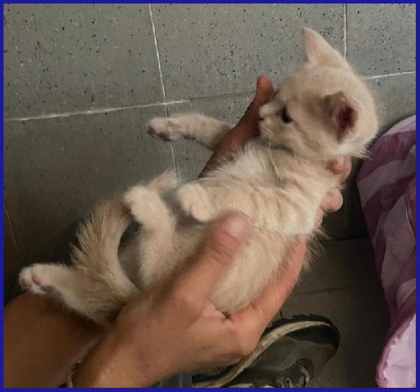 SCATMAN DOLCISSIMO MICINO SOGNA UNA MAMMA TUTTA SUA CHE LO AMI! Foto 5