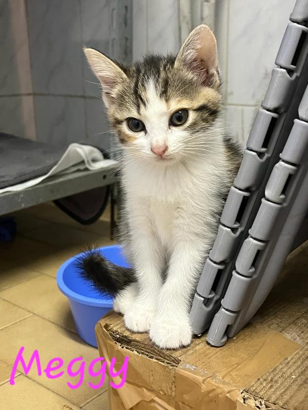 È In Arrivo Un Carico Di Gattine
