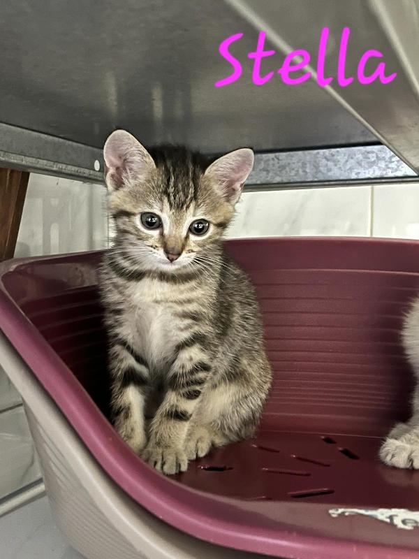 È IN ARRIVO UN CARICO DI GATTINE Foto 2