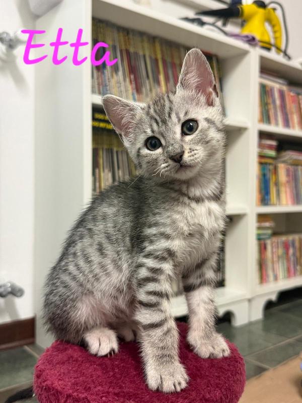 È IN ARRIVO UN CARICO DI GATTINE Foto 3