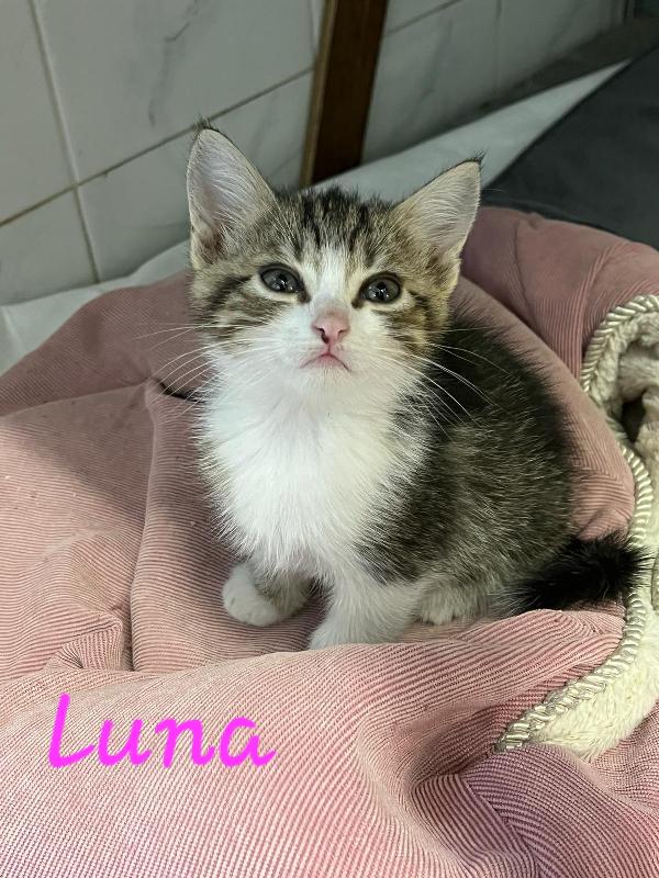 È IN ARRIVO UN CARICO DI GATTINE Foto 4