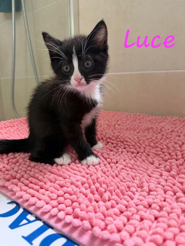 È IN ARRIVO UN CARICO DI GATTINE Foto 5