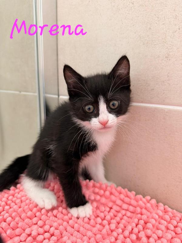 È IN ARRIVO UN CARICO DI GATTINE Foto 6