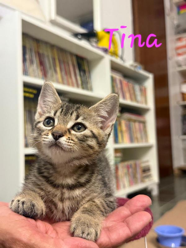 È IN ARRIVO UN CARICO DI GATTINE Foto 7
