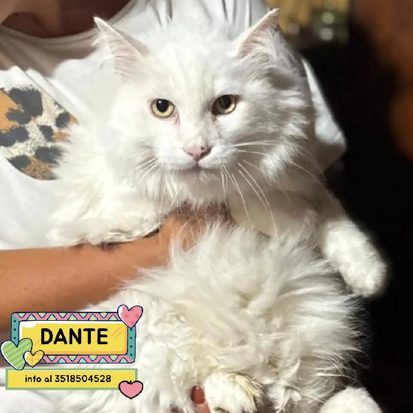Dante - Bellissimo Gatto Bianco A Pelo Lungo Cerca Casa - In Adozione 