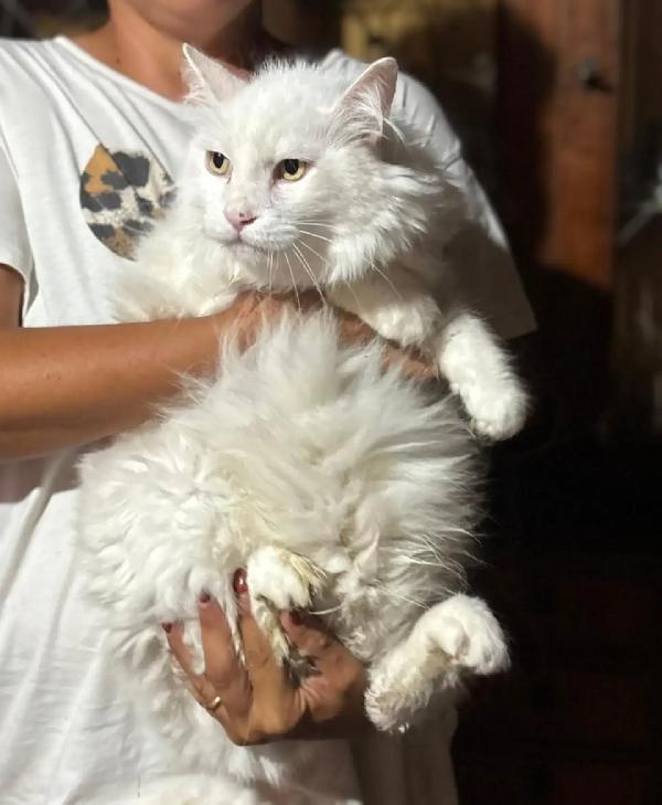 DANTE - bellissimo gatto bianco a pelo lungo cerca casa - in adozione  Foto 2