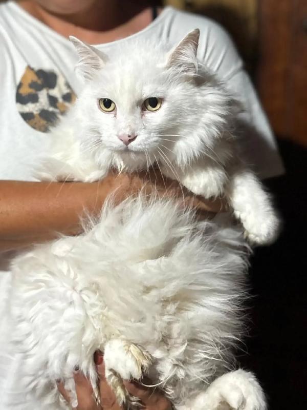 DANTE - bellissimo gatto bianco a pelo lungo cerca casa - in adozione  Foto 3