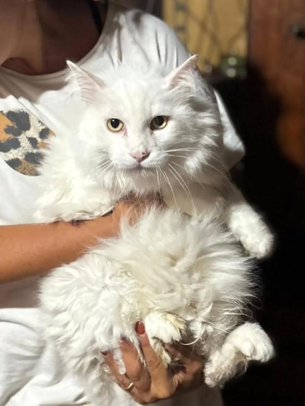 DANTE - bellissimo gatto bianco a pelo lungo cerca casa - in adozione  Foto 4