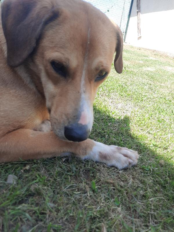 Ulisse