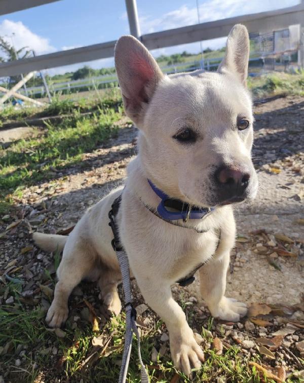 Fischietto Un Cagnolino Speciale 