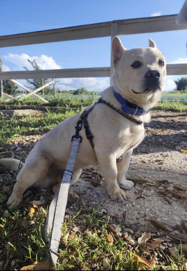 Fischietto un cagnolino speciale  Foto 5