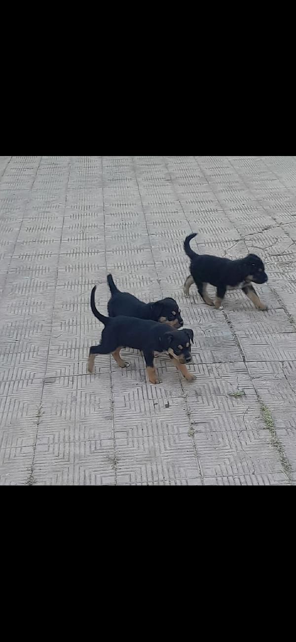 Cuccioli Rottweiler Incrocio Pastore Siciliano 